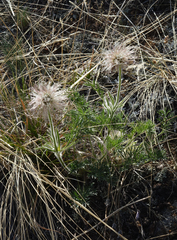 Pulsatilla turczaninovii
