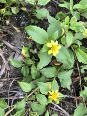 Wedelia prostrata robusta