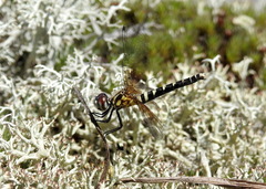 Nannothemis bella