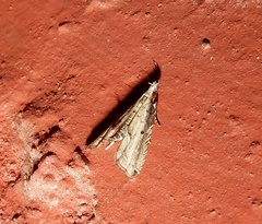 Diplopseustis
