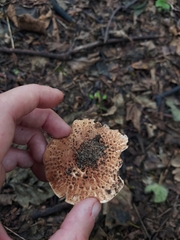 Echinoderma
