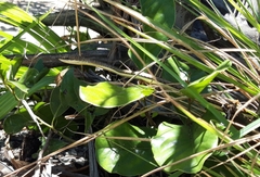Psammophis orientalis