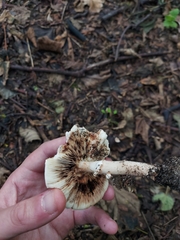 Echinoderma