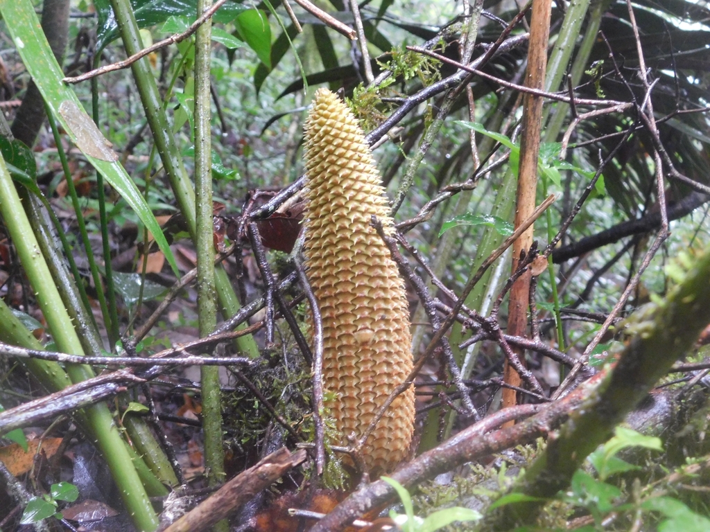 Ceratozamia delucana