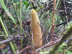 Ceratozamia