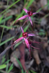 Caladenia formosa