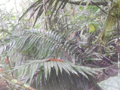 Ceratozamia
