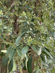 Alstonia