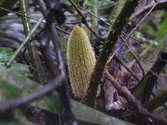 Ceratozamia