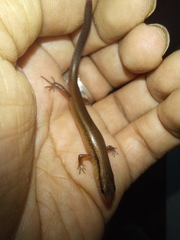 Scincella cherriei stuarti