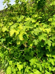 Ribes rubrum