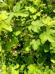 Ribes rubrum