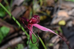 Caladenia formosa