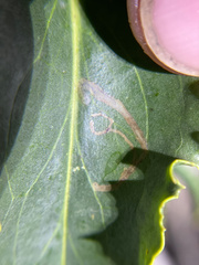 Phytomyza penstemonis