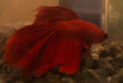 Betta splendens