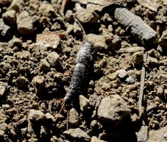 Allacrotelsa spinulata