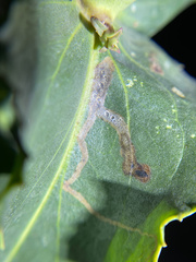 Phytomyza penstemonis