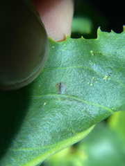 Phytomyza penstemonis