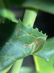 Phytomyza penstemonis