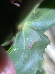 Phytomyza penstemonis