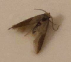 Acentria ephemerella