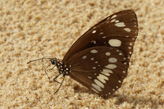 Euploea core corinna