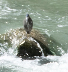 Tigrisoma fasciatum