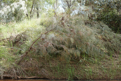 Grevillea pteridifolia