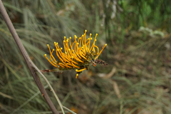 Grevillea pteridifolia