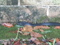 Naja sumatrana