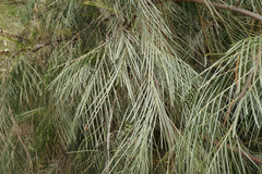 Grevillea pteridifolia