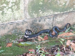 Naja sumatrana