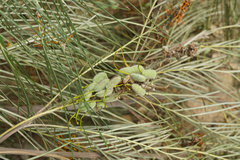 Grevillea pteridifolia