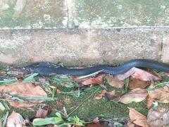 Naja sumatrana