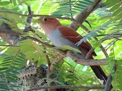 Piaya cayana
