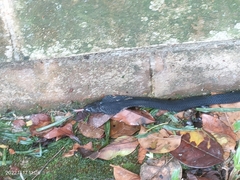 Naja sumatrana