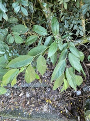 Celtis tetrandra