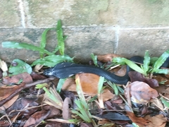 Naja sumatrana