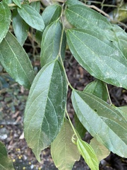 Celtis tetrandra