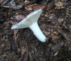 Russula redolens