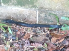 Naja sumatrana