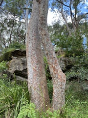 Angophora costata