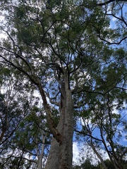 Angophora costata