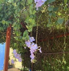 Thunbergia grandiflora