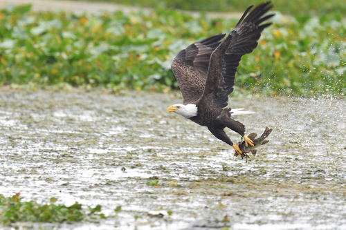 Bald Eagle photographed in Florida
