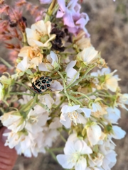 Sphaerocoris annulus