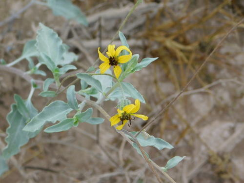 Helianthus niveus ssp. niveus