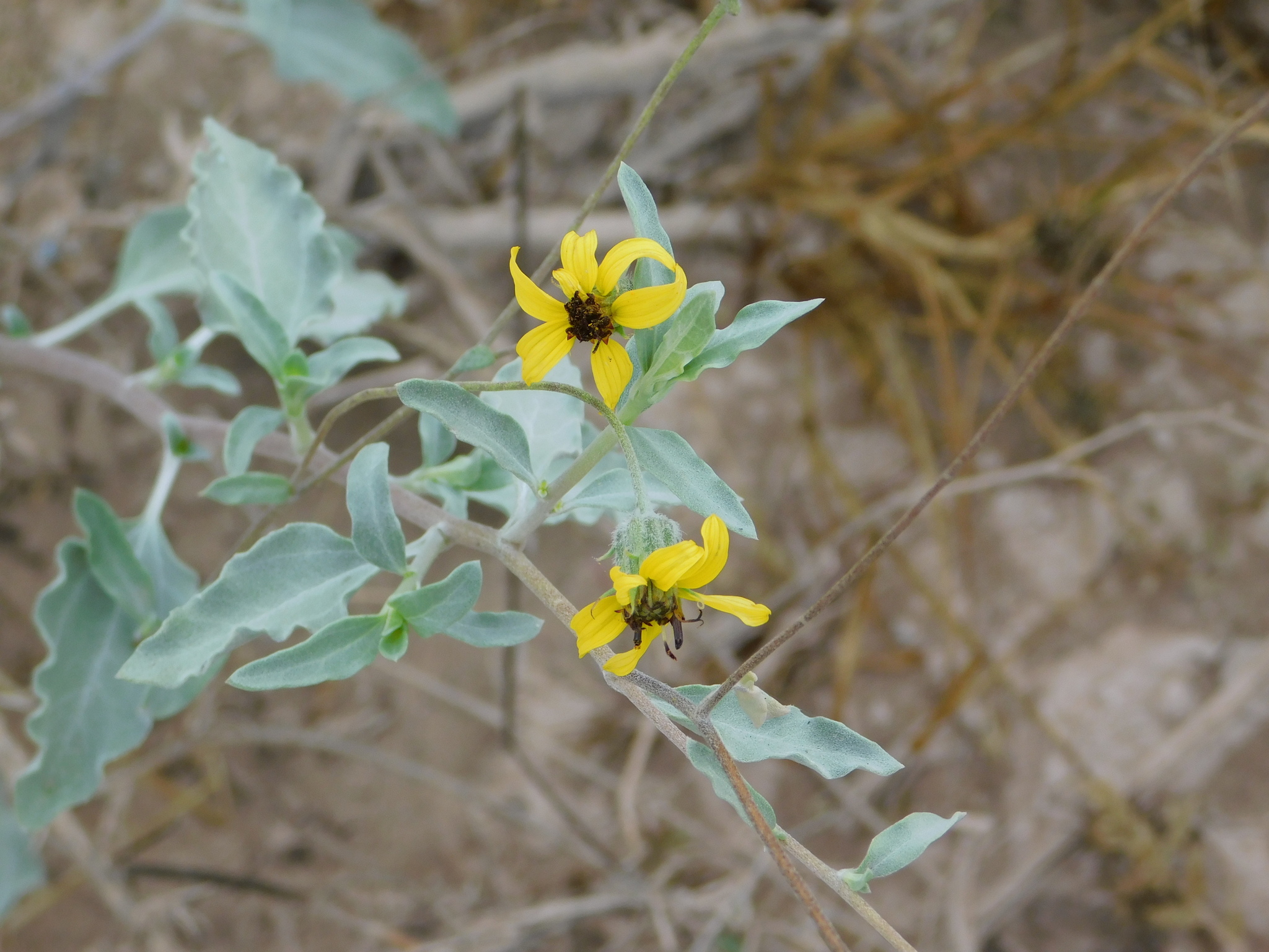 Helianthus niveus ssp. niveus
