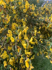 Cytisus