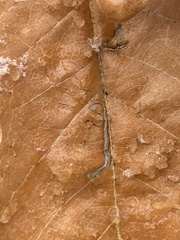 Stigmella